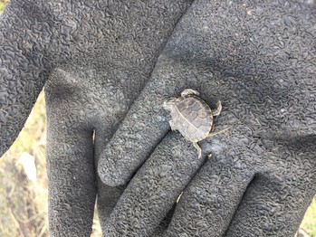 Western painted turtle hatchling held in gloved hands