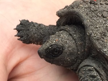 Baby snapper turtle