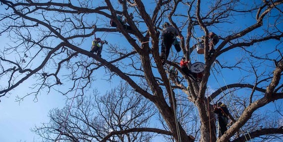 The Arborators Band play music while harnessed up in a tree at the 2019 Minneapolis Arbor Day Celebration