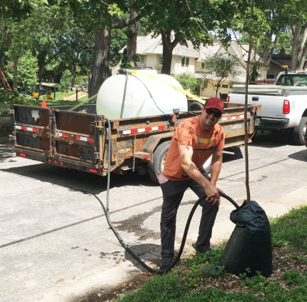 Help grow the urban forest in Minneapolis: Water trees weekly!