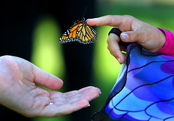 monarch and hands