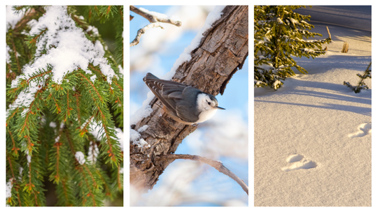 EBWG-Trailhead montage