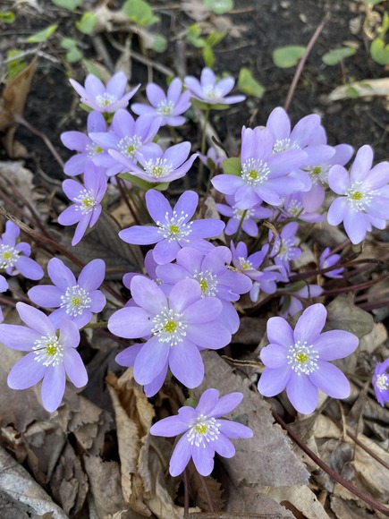 sharp-lobed hepatica flower