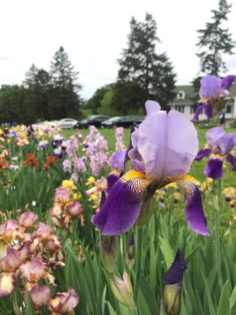 Iris rainbow at Municipal Garden