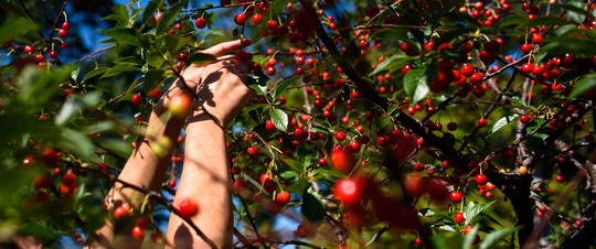 hands picking fruit from a tree