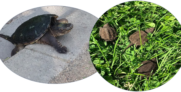 snapping turtle climbing curb and hatchlings in grass