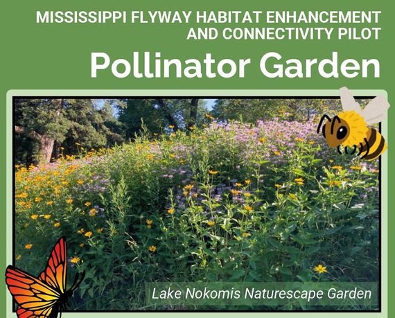 Mississippi Flyway Habitat Graphic showing a pollinator garden at Lake Nokomis with a bee and monarch graphics superimposed