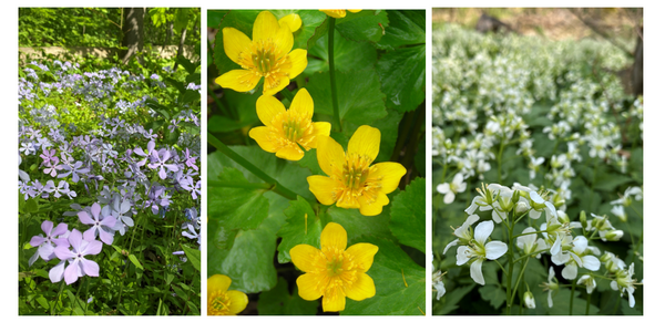 ebwg spring flower montage