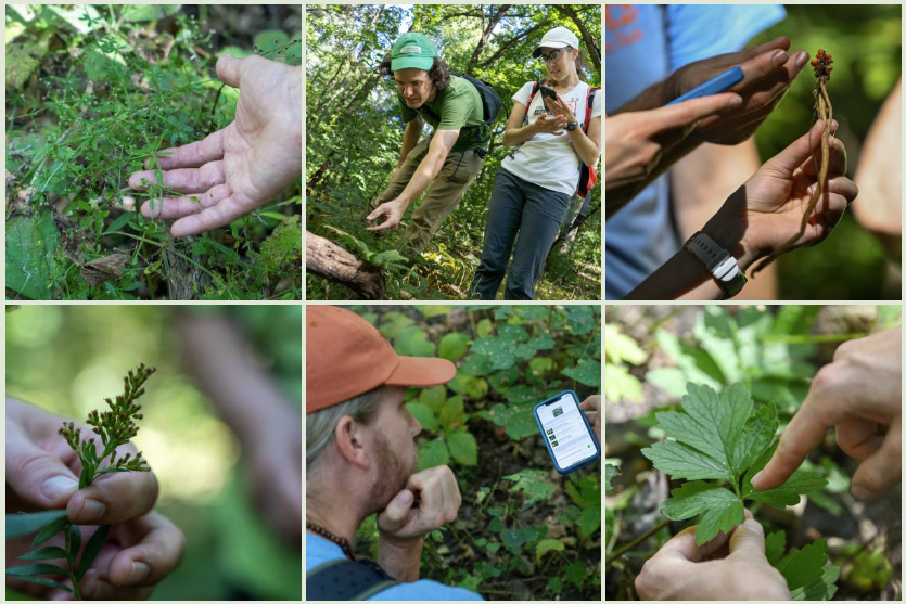 Bioblitz_images_2x3_grid