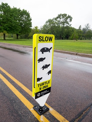 turtle crossing