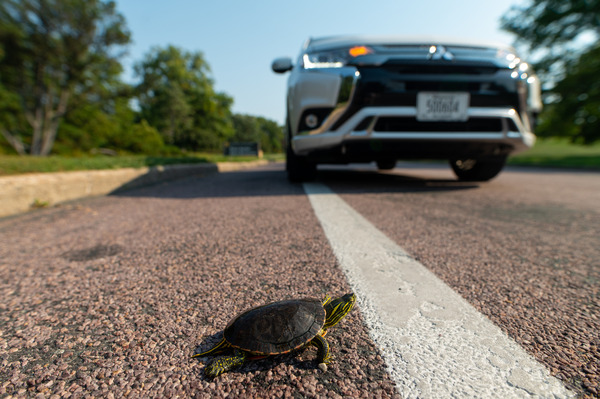 staged image of painted turtle on parkway with auto nearby