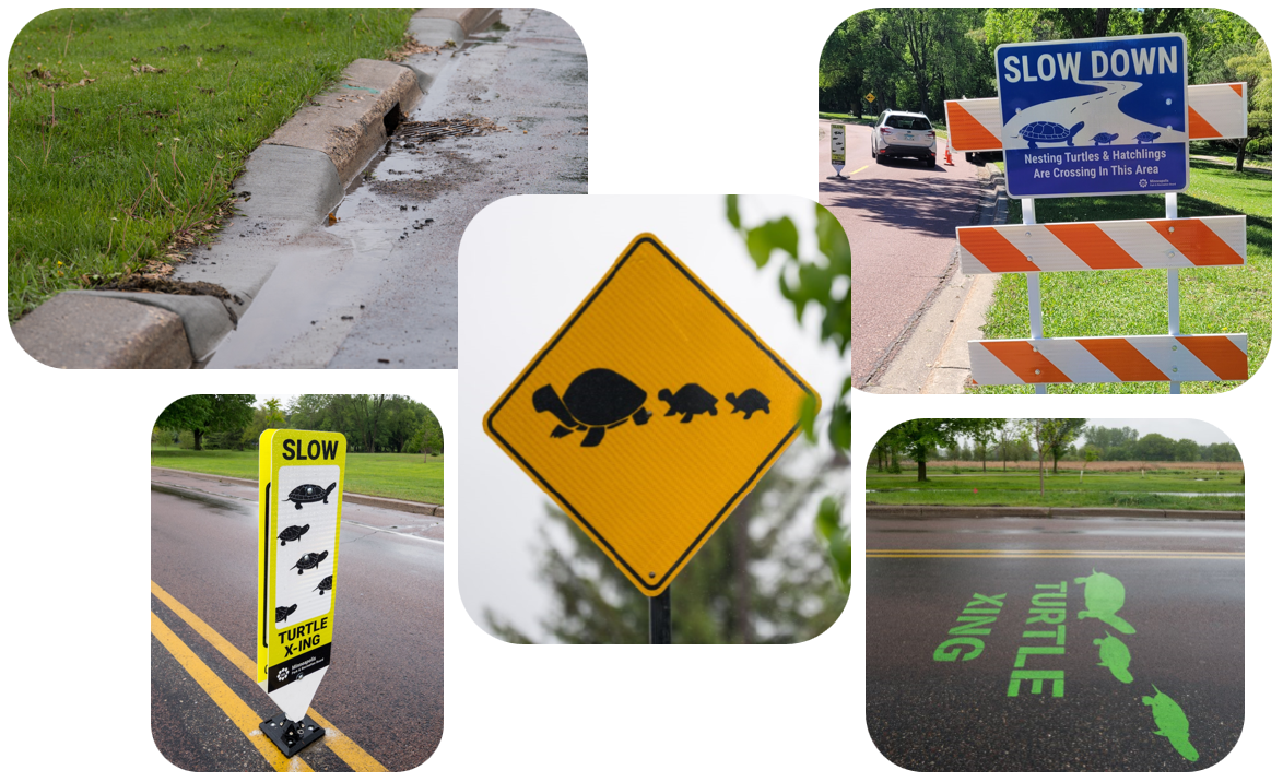 montage of turtle crossing elements