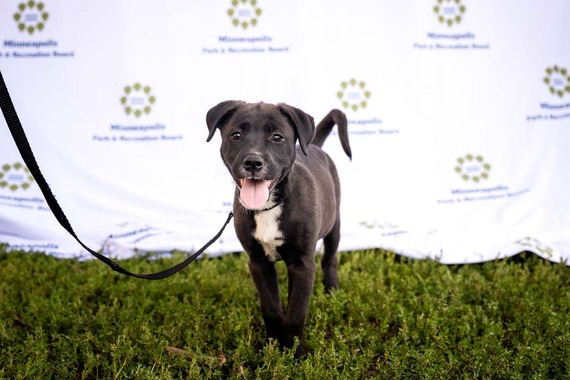 A black puppy dog posing for a photo at a Canines for Clean Water event