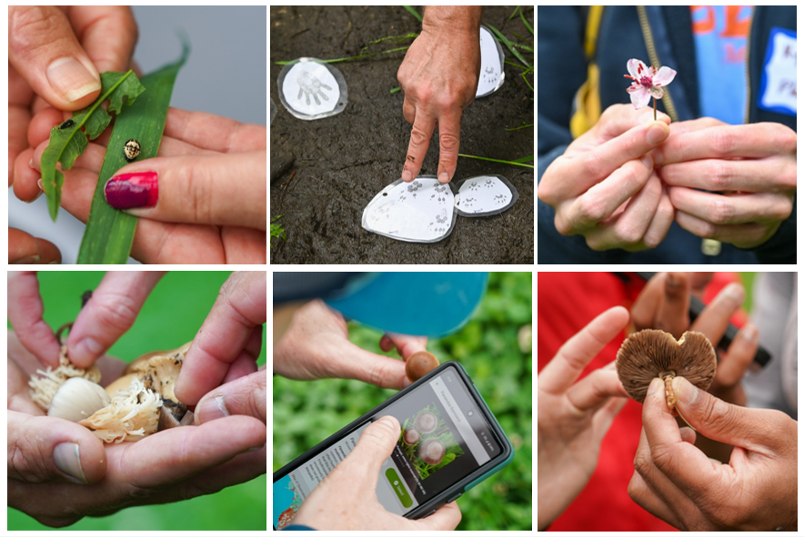 Bioblitz gallery montage June 14 Minnehaha