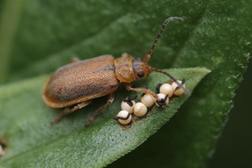 Loosestrife beetle