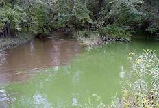 Cannon-Wolf confluence