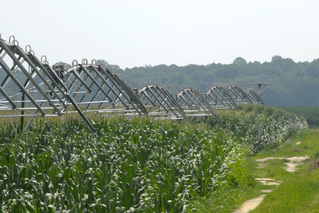 corn irrigation