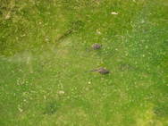 Tadpoles in algae bloom