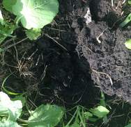 Soil health