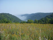 Forest in Whitewater River watershed in SE MN