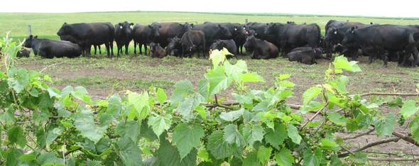 cattle grape vines