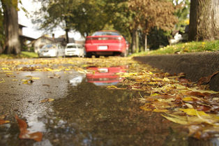 Fall leaves in a street gutter