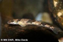 Crystal Darter: endangered fish species
