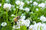 Bee on bloom - resilient yard - blue thumb program