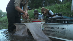 Biomonitoring across Minnesota helps determine health of lakes and streams