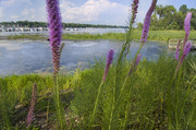 Buffer of native plants along lakeshore in Minnesota