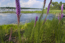 Buffer of native plants along lakeshore in Minnesota