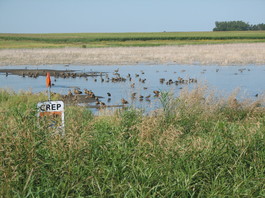 CREP restored wetland