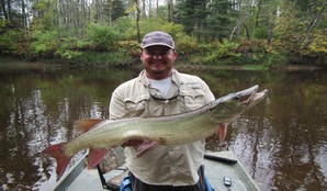 42-inch Muskellunge sampled on the Sturgeon River in the Little Fork River watershed in 2018