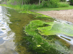Algae on the water near a lake shore