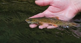 Brook trout photo from DNR