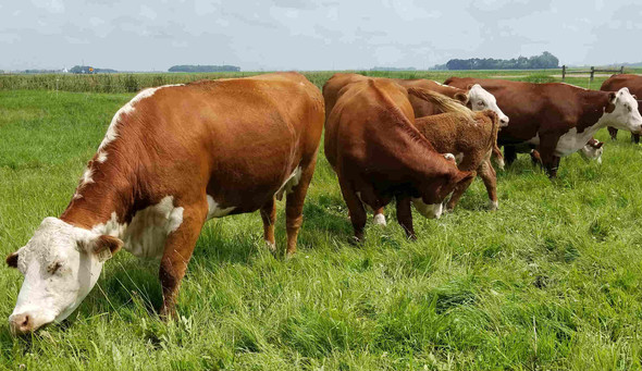 2019 summer beef tour cattle grazing
