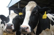 livestock ear tags