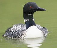Image of loon; get the lead out