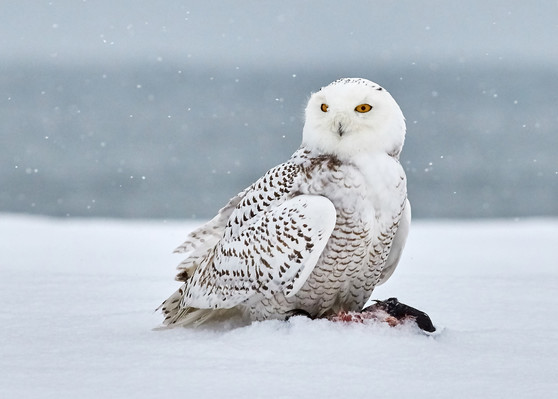 Snowy owl