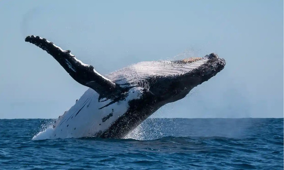 Humpback whale