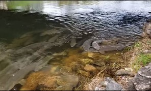 Sturgeon spawning in Otter Tail River watershed