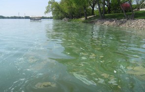 Blue green algae bloom