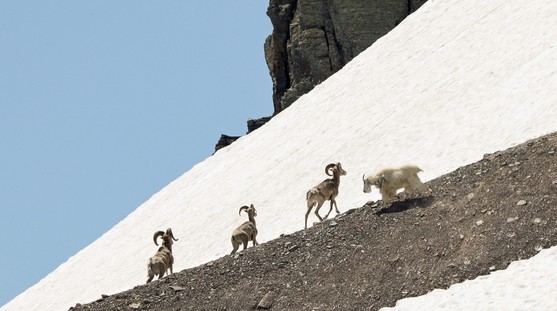 sheep and goats