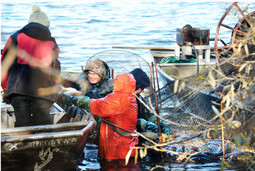 carp removal