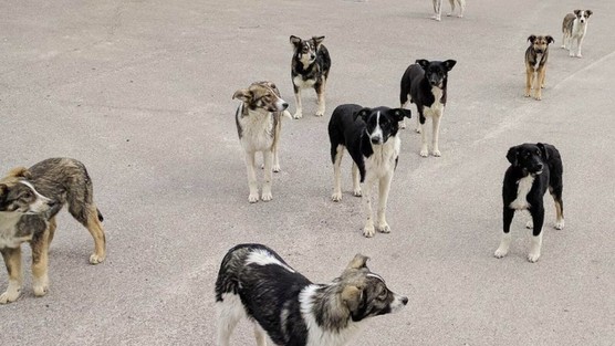 chernobyl dogs