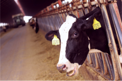 cows