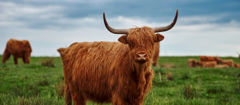 Shetland cow