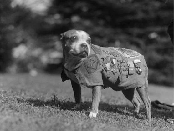 Dog of science