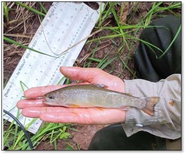 Brook trout sampled in Elim creek