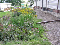Rain Garden